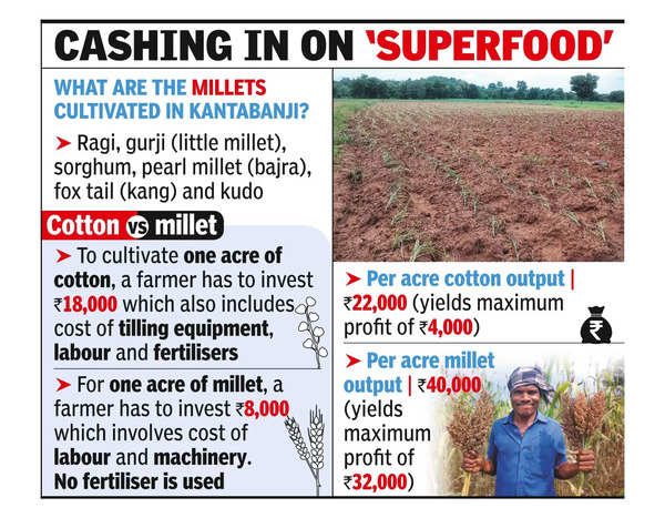 Millet Cultivation: Kantabanji’s Cotton Farmers Turn To Millets ...