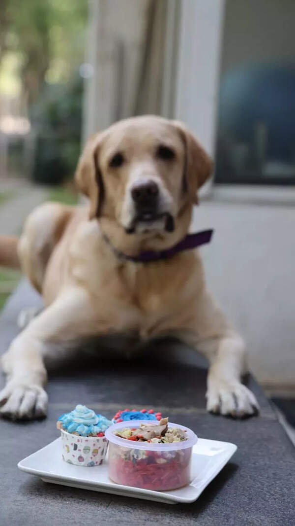Pet parents look for healthy treats and cakes