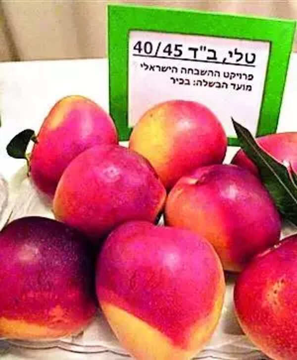 Mangoes grown in S Guj hit sweet spot for US palates.