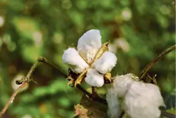 ‘Flowers hold powerful histories, from African slavery to Indian freedom and anti-Vietnam War protests in the US’