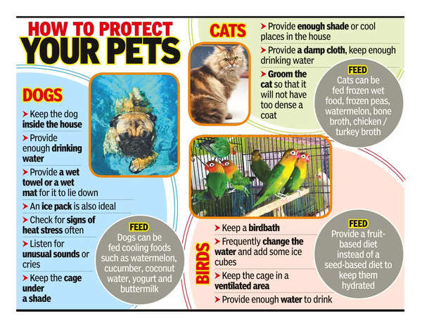 Pets may feel uneasy due to heat, need special care