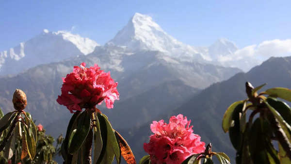 Rhododendron