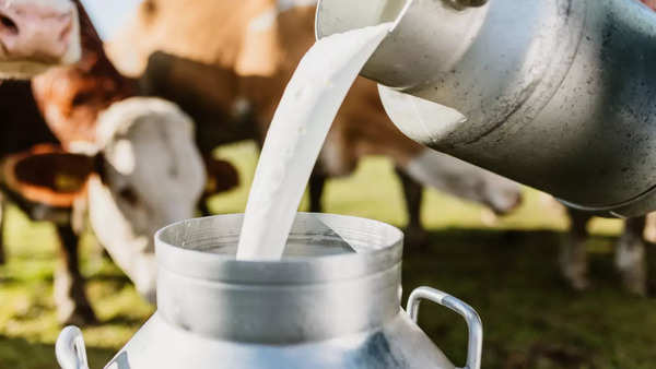 Buffalo VS Cow Milk: Buffalo milk versus cow milk: Which one is ...