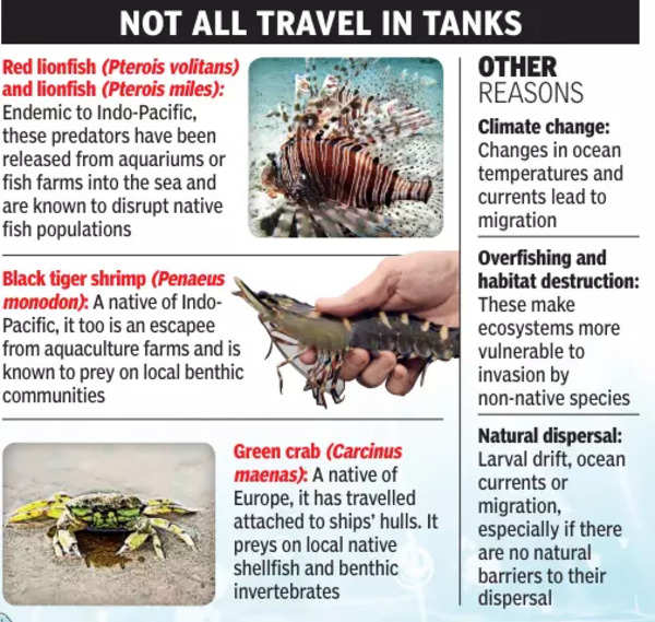 Aliens in our seas | Ahmedabad News - Times of India