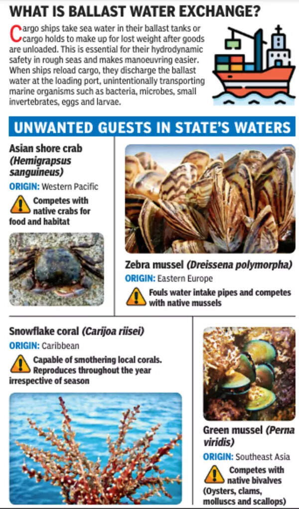 Aliens in our seas | Ahmedabad News - Times of India