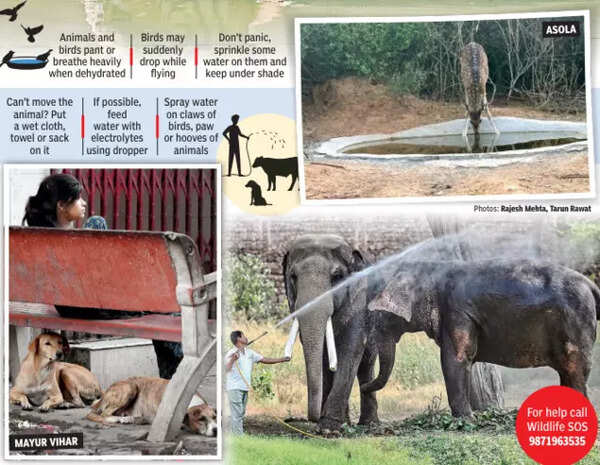 Animals depend on human intervention