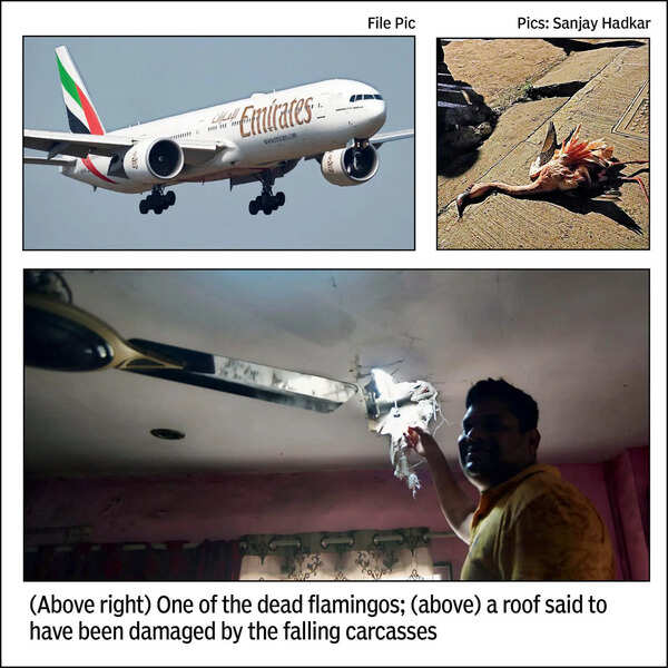 Emirates jet was flying at 280kmph when it collided with flamingo flock