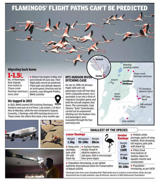 Emirates jet was flying at 280kmph when it collided with flamingo flock.