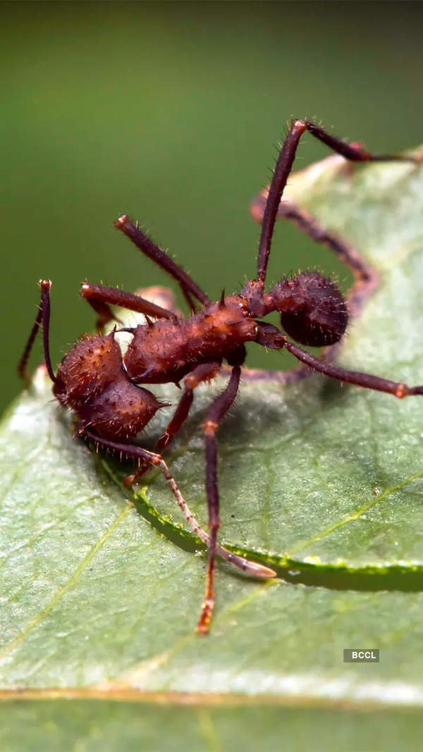 Ant Images