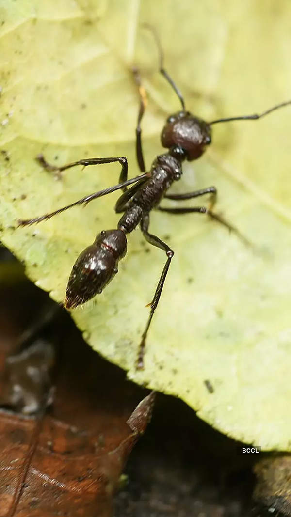 Ant Photos