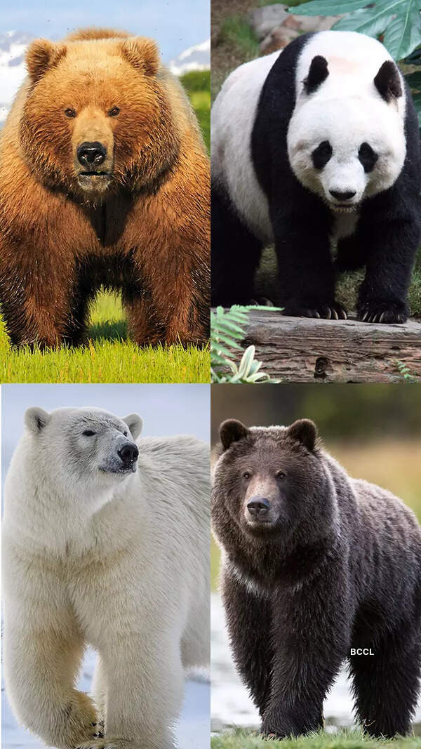 Change one thing, change everything Times of India