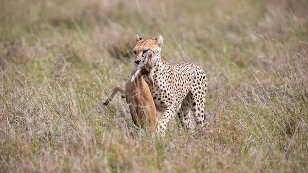 What makes Cheetahs the fastest land animals? | - Times of India