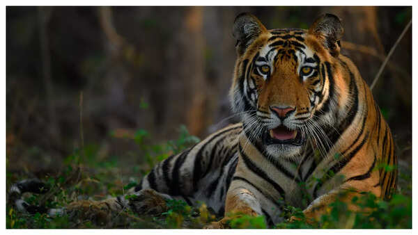 Was thrilled to spot tigers in the wild for the first time: Bhakti ...