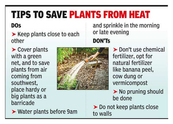 Does Watering Plants in the Sun Burn It? Shocking Truth Revealed!
