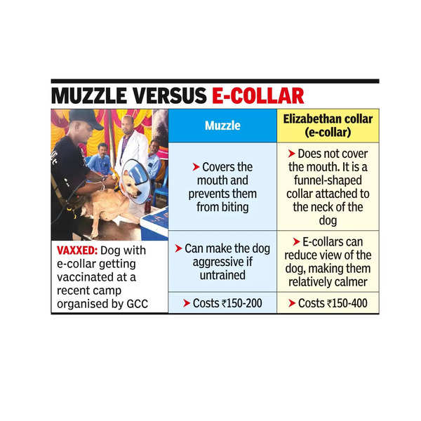 Use e-collars instead of muzzles on dogs: GCC vets