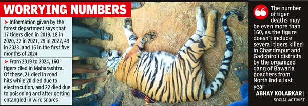 Tigers: State lost 160 tigers in five yrs, 41 either electrocuted or ...