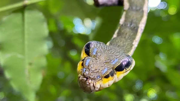 Sphinx moth caterpillar