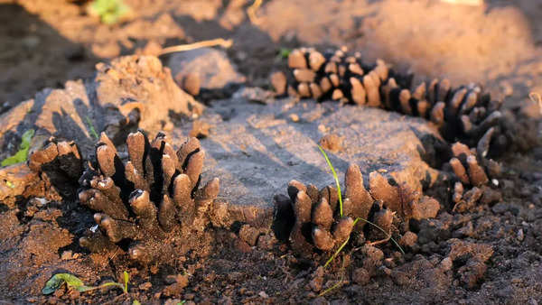 Dead Man's Fingers