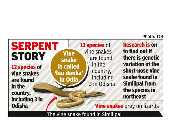 Short-nosed vine snake found in Similipal