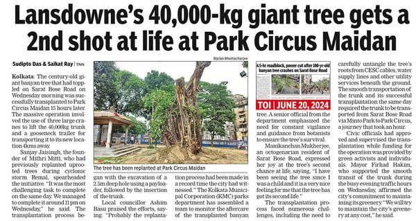 Transplanted banyan tree becomes khuti puja totem for Park Circus Durga Puja