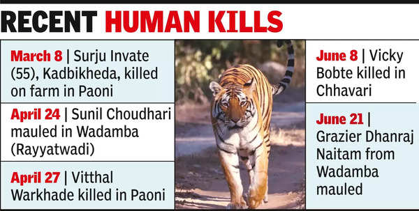 Tiger Attack: Tadoba RRT scrambles to catch elusive tiger amid rising ...