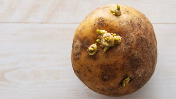 Are Sprouted Potatoes Safe to Eat? Nutritional Value, Risks, and ...