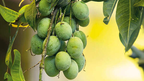 Small-sized 'toffee' mango variety was liked by Delhiites