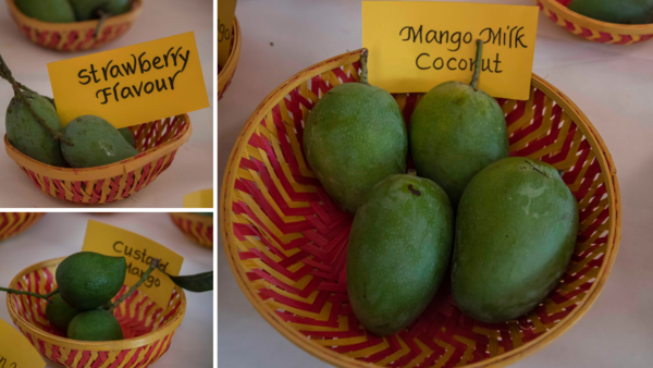 Custard, strawberry and coconut - mangoes named after other fruits were on display