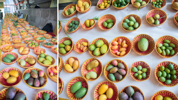 From sage green and pale orange to butter yellow and ones with hues of red and purple, many mango varieties were on display at the 33rd Mango Festival