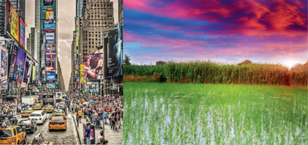 WHO STARTED THE FIRE? Climate politics includes the Global North criticising methane-emitting rice farming (above) vs the South stressing consumerism (L)