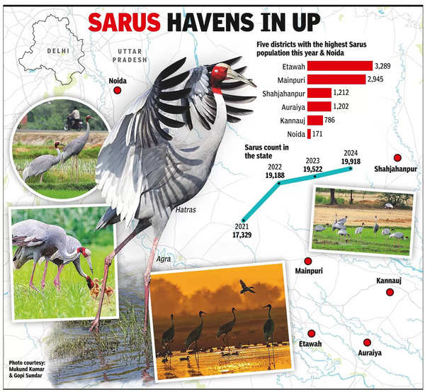 Sarus Cranes: Noida Sarus Crane Population on the Rise: Latest Census ...