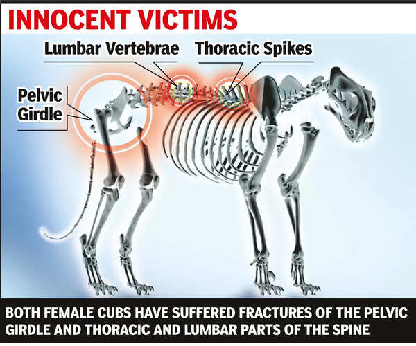 Tiger Cubs: Tiger cubs injured by train in critical condition | Bhopal ...