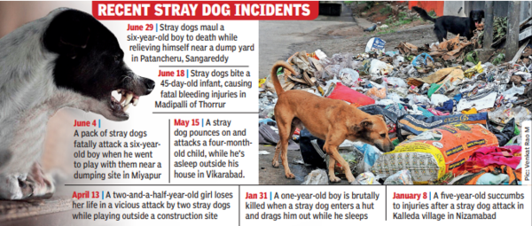 Danger lurks at dumps, hungry packs target kids