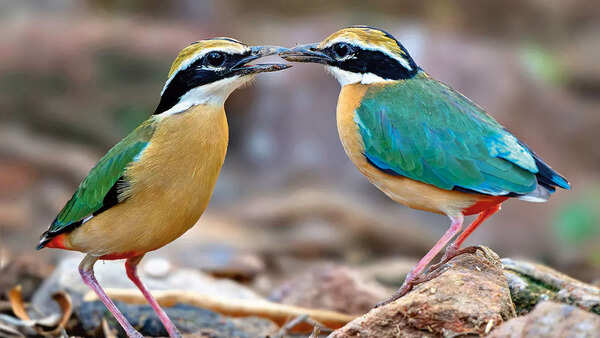 A pair of Indian Pitta spotted by Amit Sharma