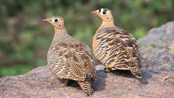 Painted Sandgrouse spotted by Amit Sharma