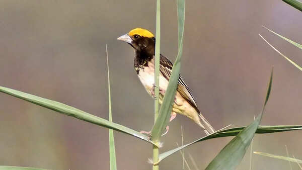 Black Breasted Weaver spotted by Udiyaman Shukla at Chandu Wetlands, Haryana