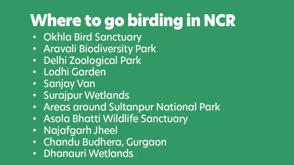 NCR has many birding places