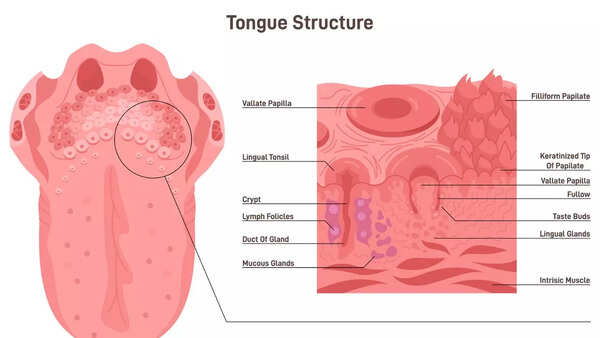 tongeis
