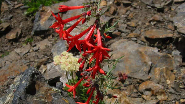 Scarlet Gilia