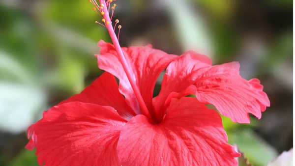 Hibiscus