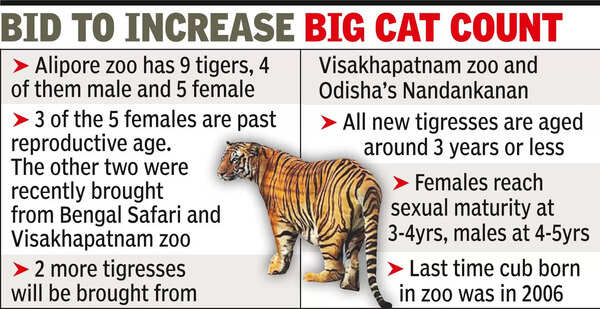 Pairing Tigers: City Zoo in Kolkata Attempts Tiger Breeding with New ...