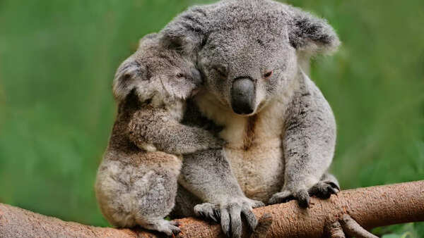 Koala
