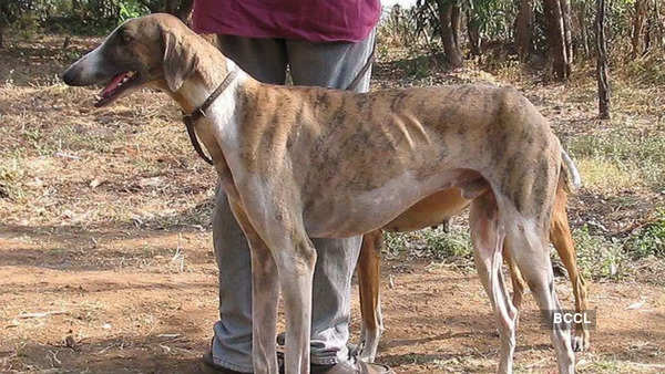 Mudhol Hound