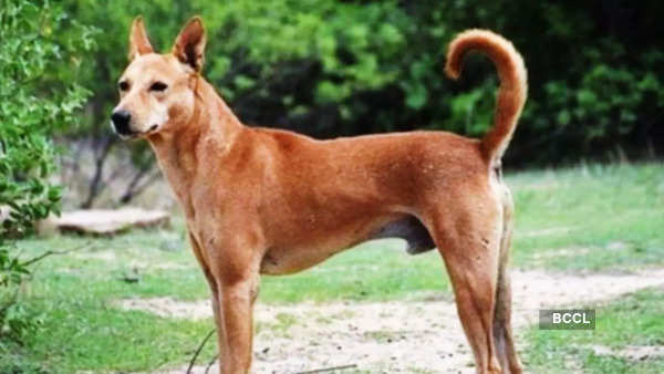 Indian Pariah Dog