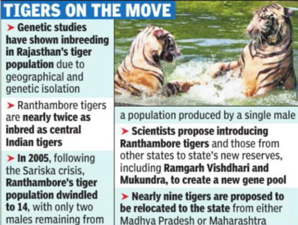 Rajasthan to bring big cats from otherstates to enrich local gene pool