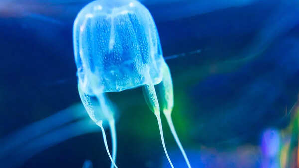 Box jellyfish