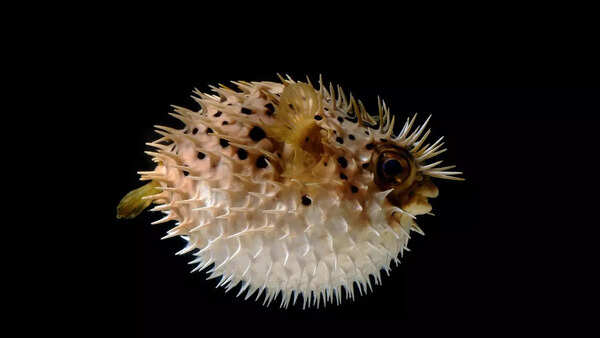 pufferfish
