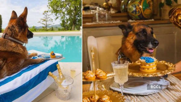 World's Richest Dog: Meet Gunther VI, the world's richest dog with a ...