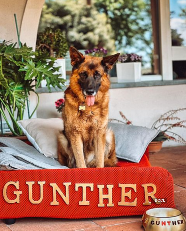 World's Richest Dog: Meet Gunther VI, the world's richest dog with a ...