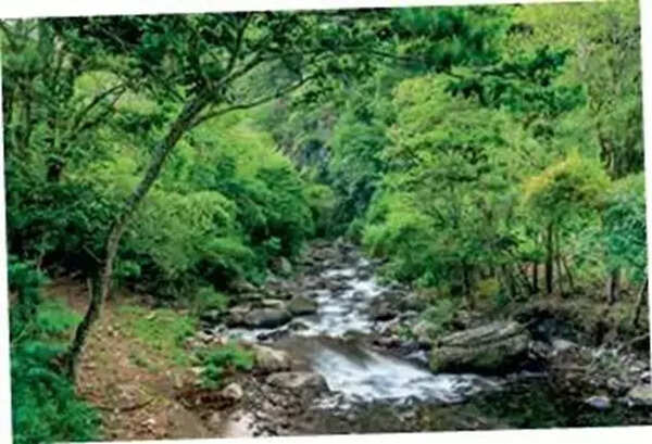 ‘Cloud forests move water between trees, mountains and sky — they become a Goldilocks zone for life’ (3).